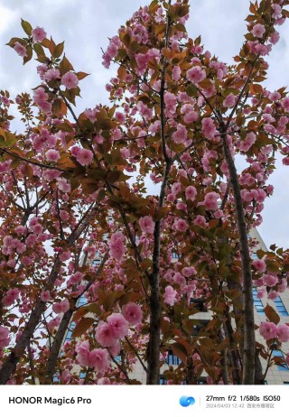 春之樱花：生命与希望的绚烂篇章